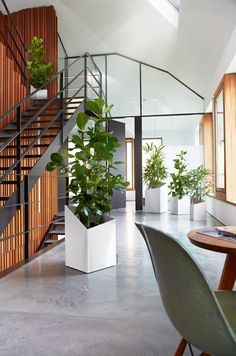 Miniatura: Lechuza Maceta Cursivo Premium 30