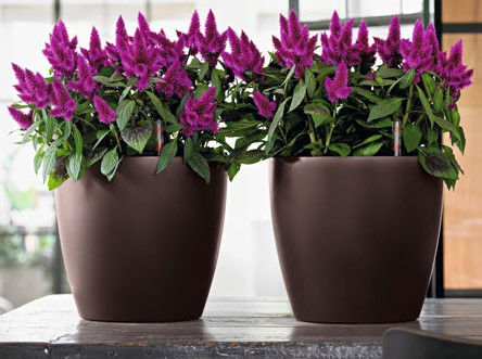 Miniatura: Maceta Lechuza Classico Premium 21