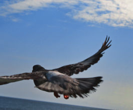 pigeon-taking-flight-close-up-myrtle-beach-pier-coastal-wildlife-action-photo