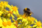 naturist wildlife 23