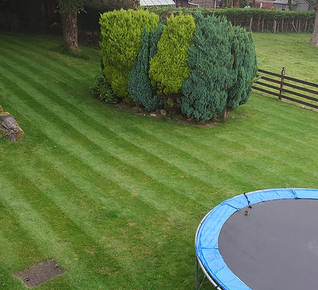 after lawn scarifying