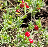ENL_Ruby Saltbush.jpg