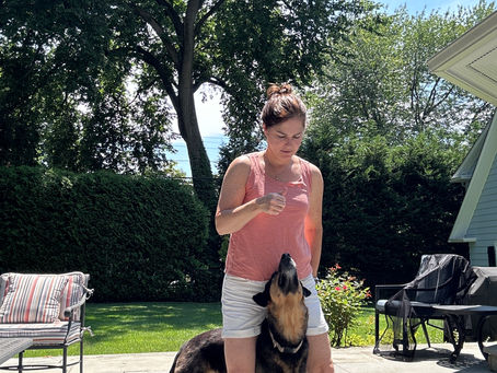 The Power of Games-Based Training for Dogs