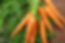 Carrots Website.png
