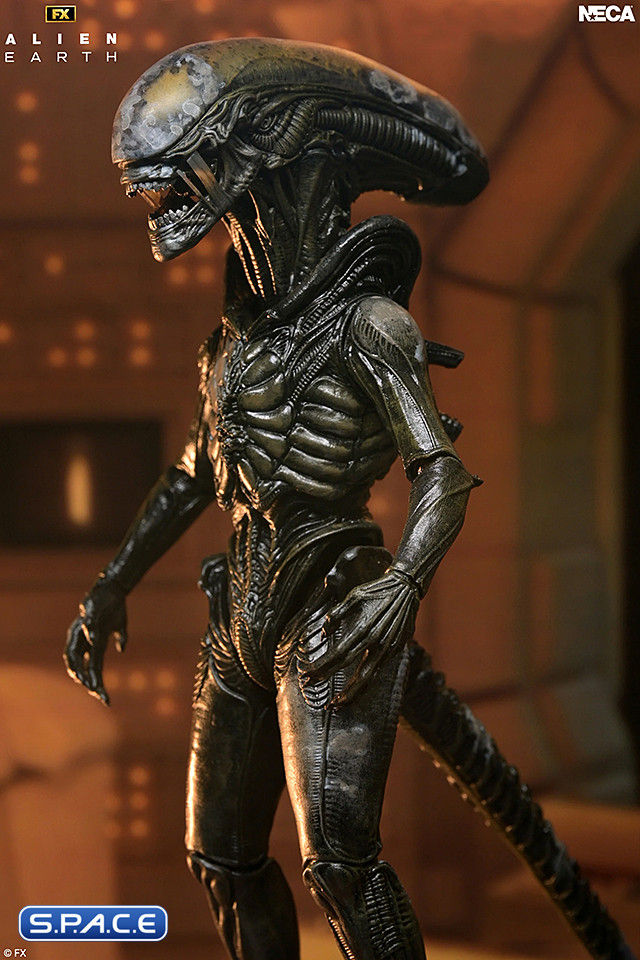 Ultimate Wendy's Xenomorph (Alien: Earth)