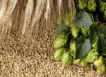 Beer Production