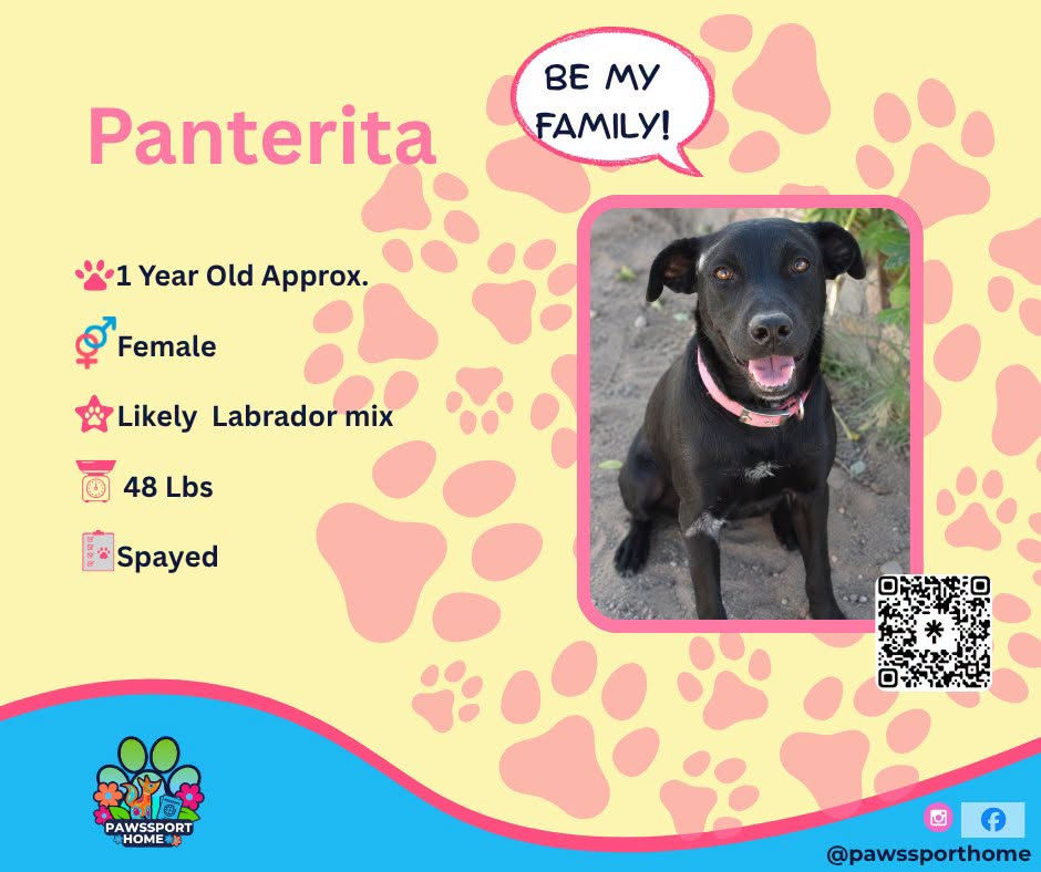 Panterita