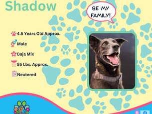Shadow