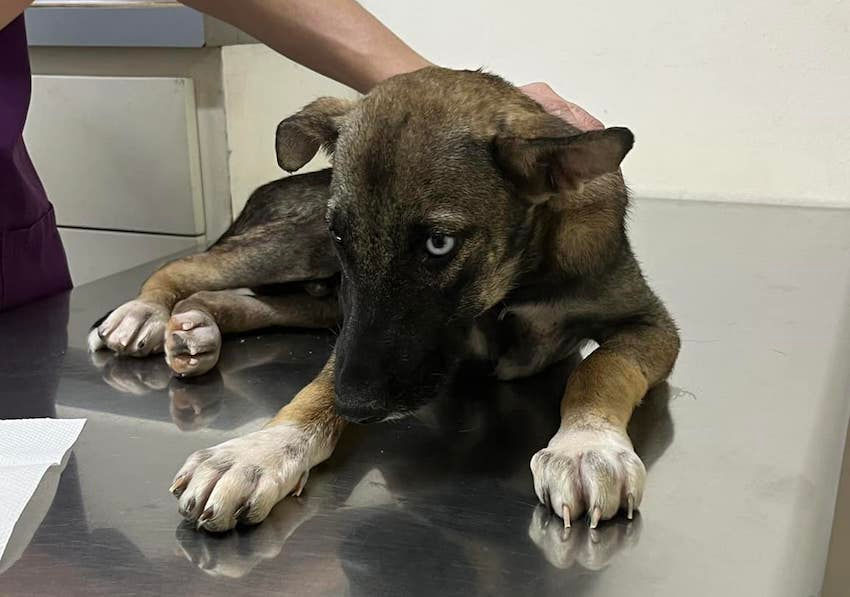 WileyRescuePupLaPazBCS