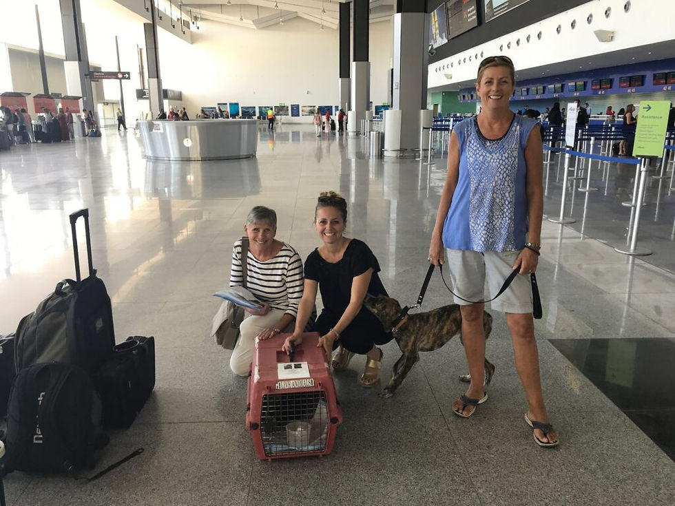 Flight angels can volunteer to escort rescued dogs to their new homes on their flight north. A volunteer meets you at the airport to check the dog in and takes care of all paperwork.