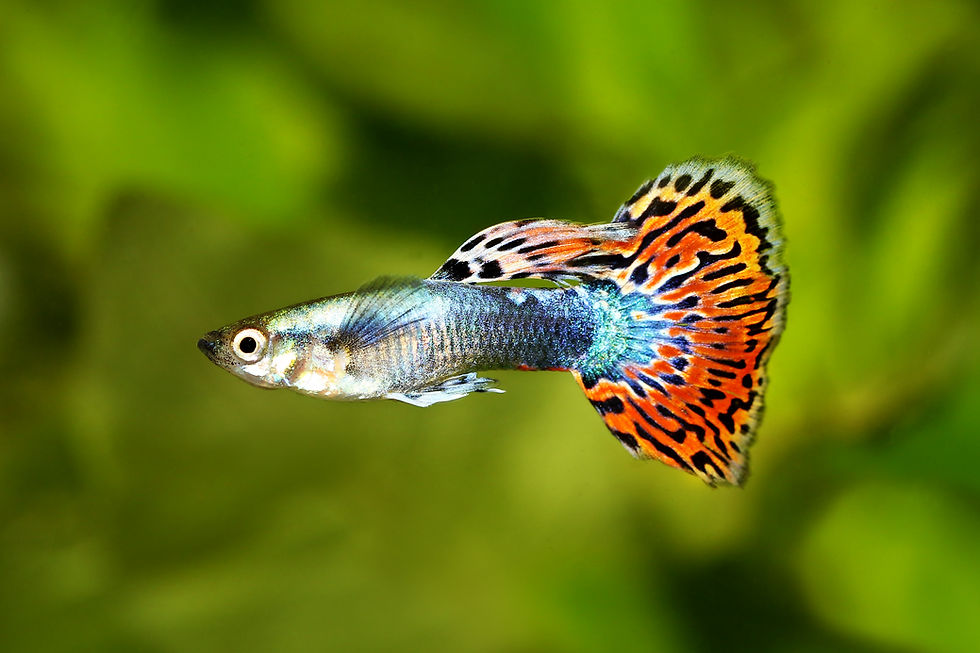 Guppy die zwemt in het water in een mooi aquarium.