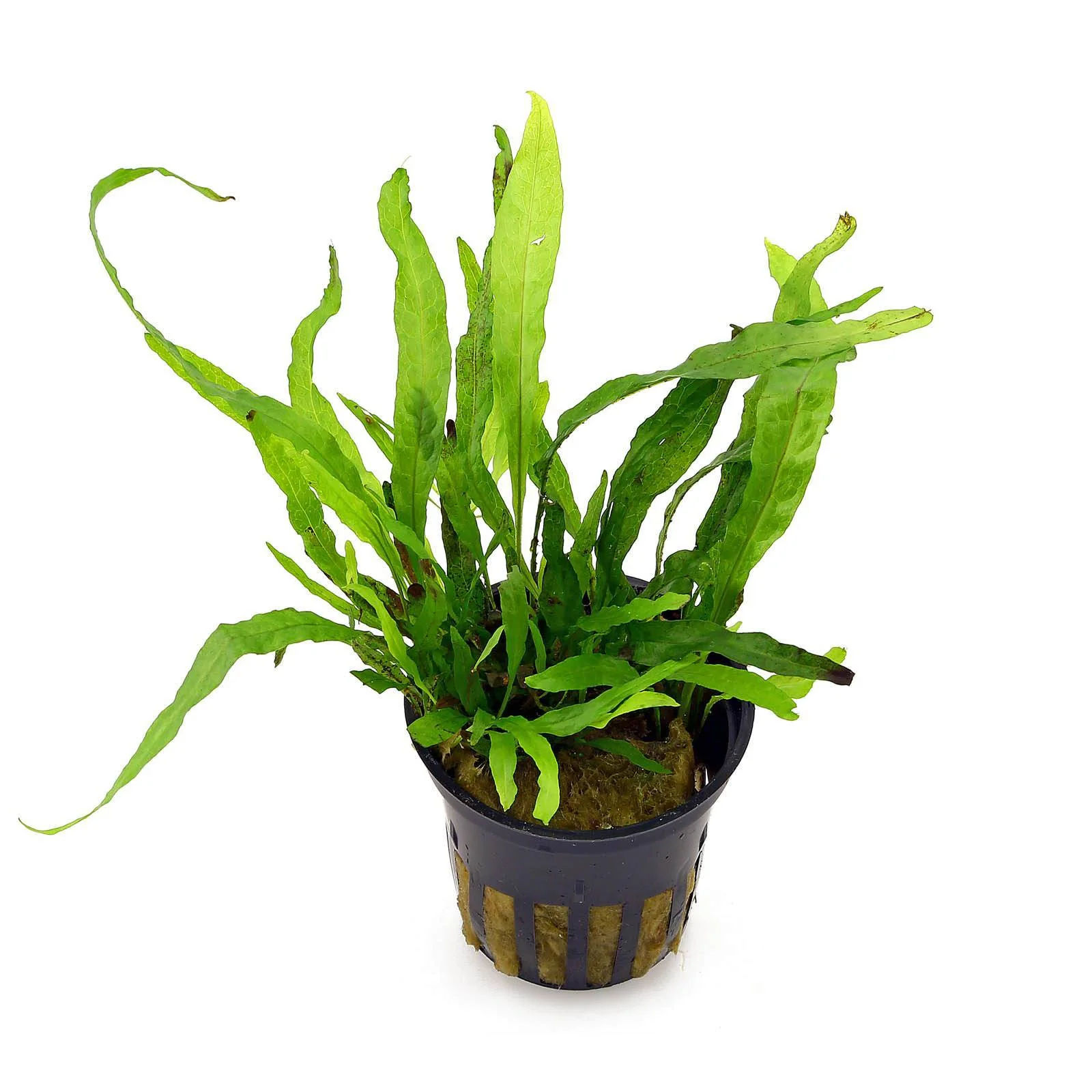 Microsorum Pteropus ‘Petit’