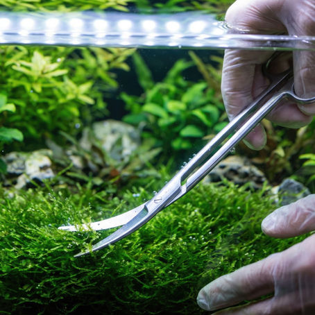 Aquariumplanten snoeien