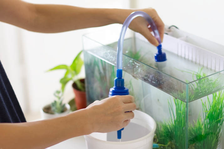 De wekelijkse waterwissel: hoe en waarom?
