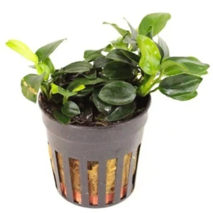 Thumbnail: Anubias Nana Mini