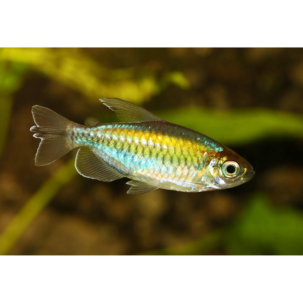 Thumbnail: Congo Zalm