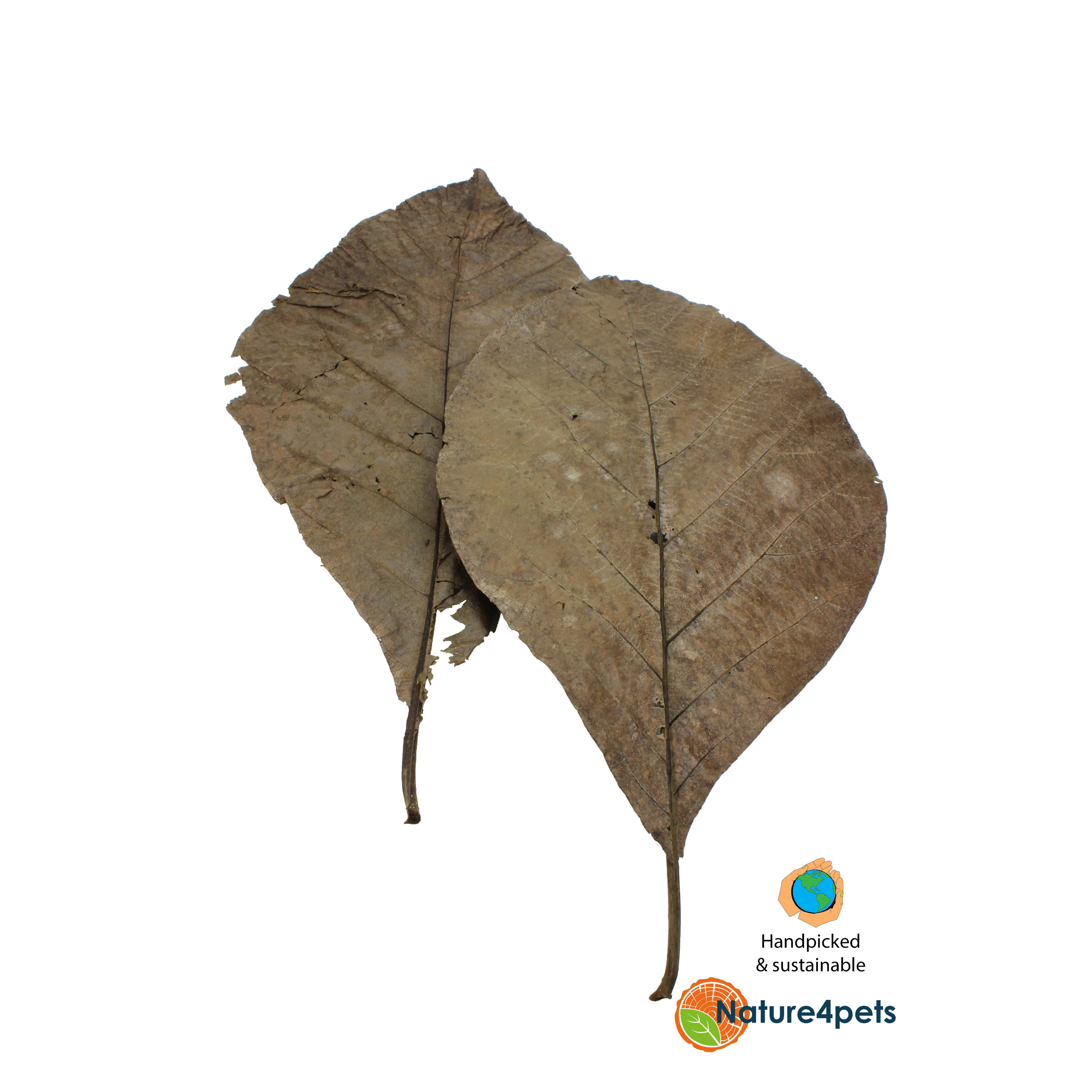 Teak bladeren