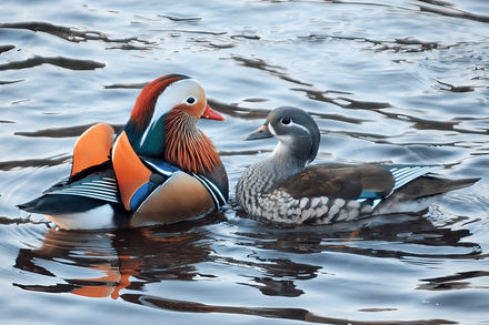 Mandarin ducks
