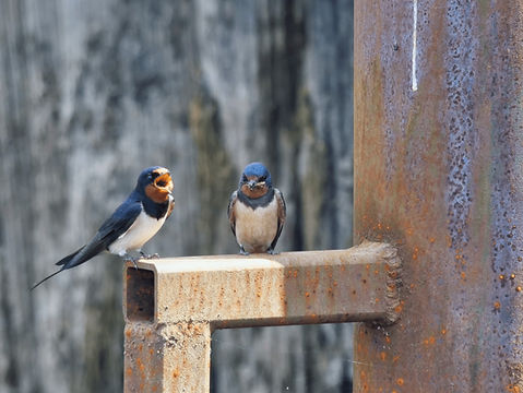Swallows - Loch Tay
