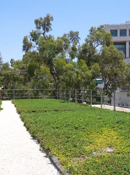 כשהגג הופך לחלק מהפתרון: איך גגות כחולים-ירוקים יכולים לסייע בהתמודדות עם הצפות בערים?