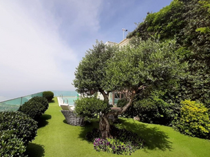 גינת גג ירוקה עם עץ זית מרשים, שיחים מעוצבים ודשא מטופח, המשקיפה אל נוף פתוח ולצידם פינת ישיבה מודרנית. עיצוב גגות יוקרתי של גנן על הגג.