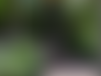 מרפסת עץ ירוקה ומטופחת עם אזור ישיבה מוצלל בשמשייה, מוקף צמחייה שופעת הכוללת עשבים, שיחים ופרחים צבעוניים.