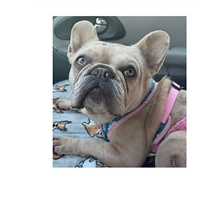 Bentley Rose