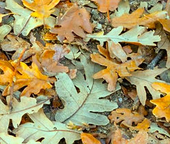 Feuilles de chêne en Automne