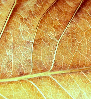 Feuille d'Automne en gros plan