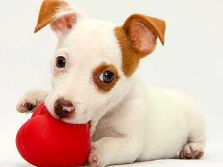 Vet Therapy Especialidades Veterinárias