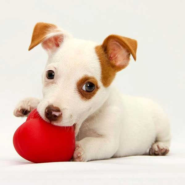 et Therapy Especialidades Veterinárias - Cardiologia veterinária