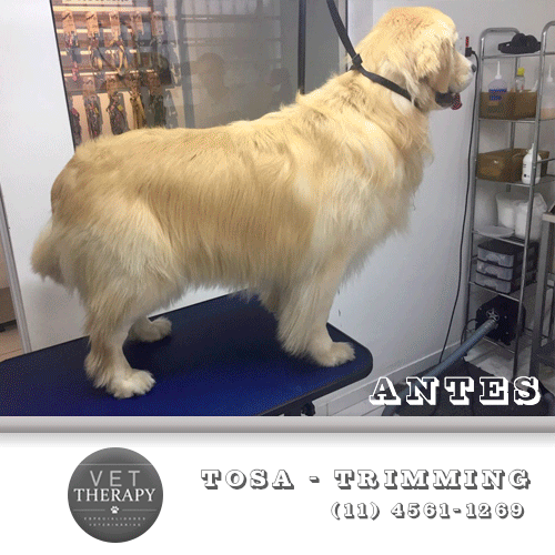 Tosa-Trimming-Vet-Therapy
