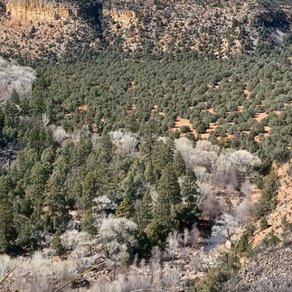 Zoomed view of trees, rocks, and water flowing through Cedar Canyon during a Lexington Services DTA outing.