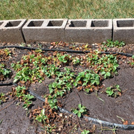 Small green plants beginning to grow in a brick-lined garden bed during a Lexington Services DTA outing.