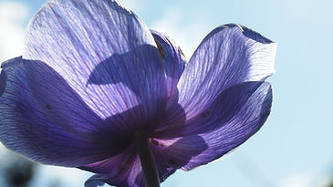 Andrea Solanki Photographie