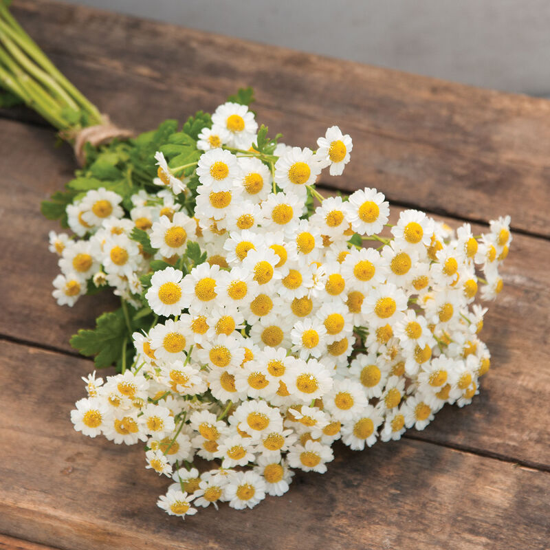 Thumbnail: Feverfew