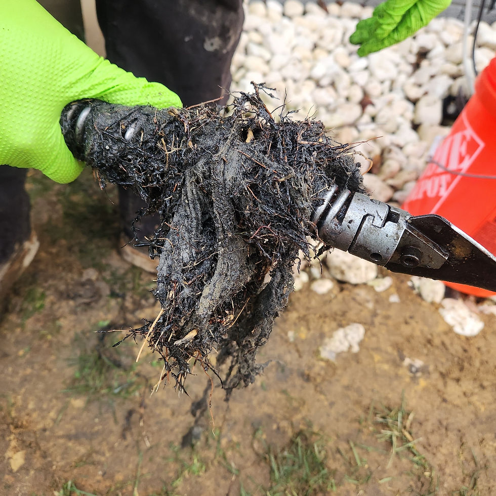Tree roots pulled back after main sewer line snaking