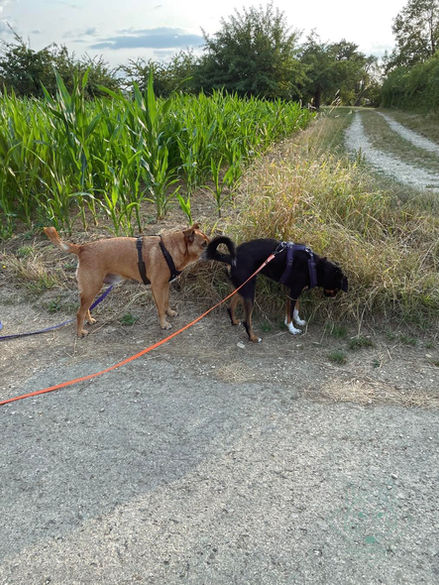 Hunde beim Begegnungstraining in Esslingen