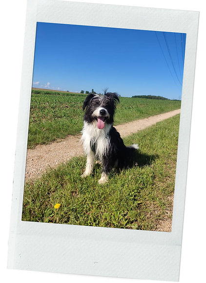Mischlingshund Jenk sitzend auf einem Feld