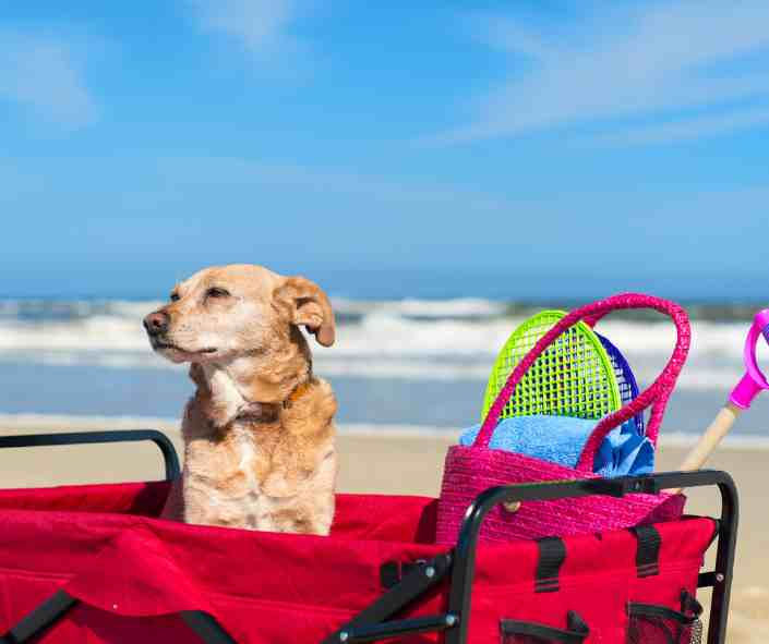 Hund sitzt in einem Wagen am Strand
