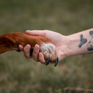 Wolf's Instinkte - Dein Online Hundeschule für Göppingen: Pfote und Hand