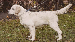 Ein Hund mit leicht nach vorne gerichtetem Körperschwerpunkt.