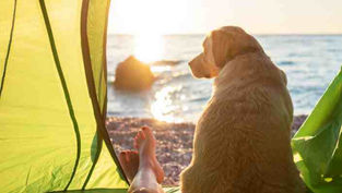 Hund sitzt in einer Strandmuschel am Strand.