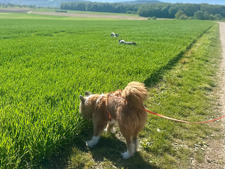 Ein junger Elo-Rüde schnüffel am Wegrand, während im Hintergrund zwei weitere Hunde sichtbar sind.