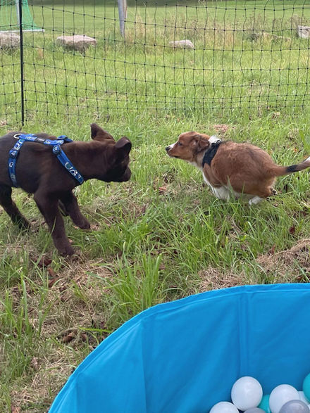 Spielende Welpen in der Welpenschule für Göppingen