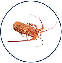 Langouste-entiere-cuite-e1611613236912.png