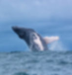 Avistamiento de ballenas