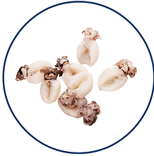 Baby-cuttlefish-e1611615059737.png