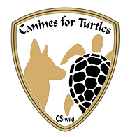 K94turtles without background.png