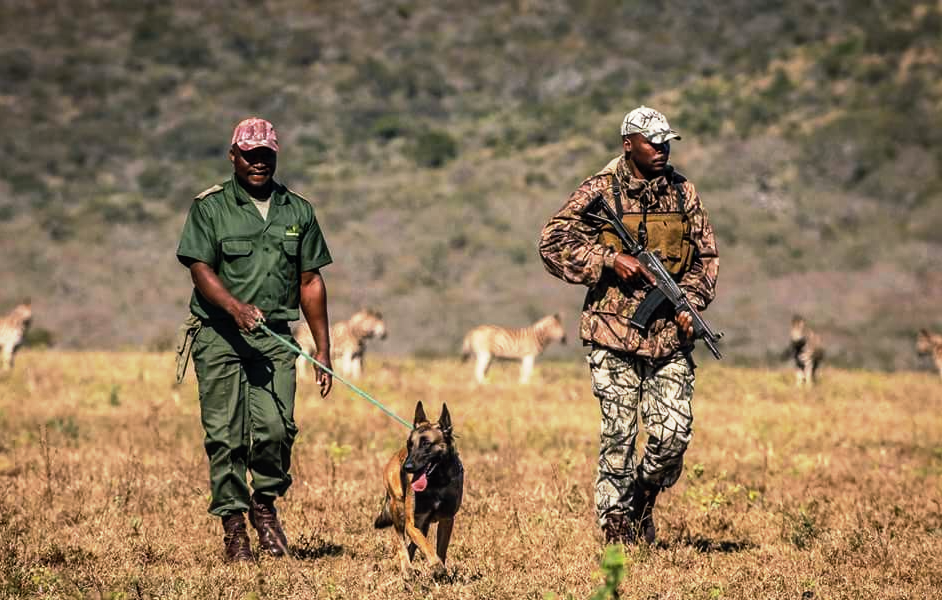 Shikar team & Zebra 11.png